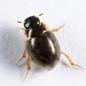 Laccobius minutoides - photo 4