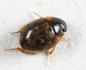 Laccobius minutoides - photo 5