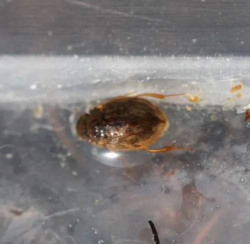 Laccobius minutus