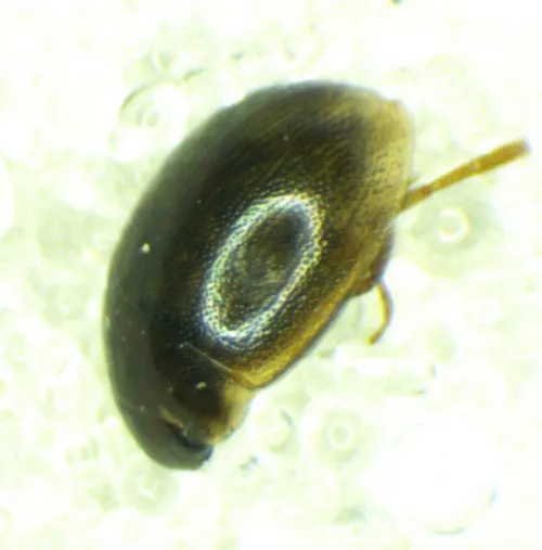 Laccobius minutus - photo 2
