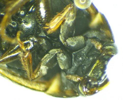 Laccobius minutus - photo 3