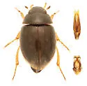 Laccobius spangleri
