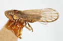 Laccocera canadensis