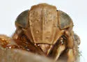 Laccocera canadensis - photo 3