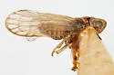 Laccocera canadensis - photo 4