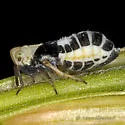 Laccocera flava