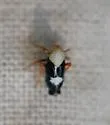 Laccocera flava - photo 3