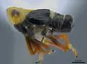 Laccocera flava - photo 4