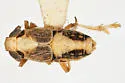 Laccocera minuta - photo 2