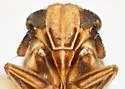 Laccocera minuta - photo 3