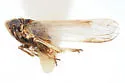 Laccocera minuta - photo 4