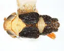 Laccocera obesa - photo 5