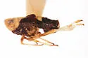 Laccocera oregonensis