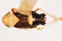 Laccocera oregonensis - photo 2