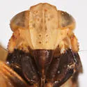 Laccocera oregonensis - photo 3