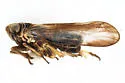 Laccocera vanduzeei