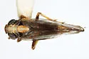 Laccocera vanduzeei - photo 2