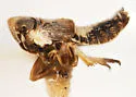 Laccocera vanduzeei - photo 4