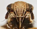 Laccocera vanduzeei - photo 5