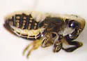 Laccocera vittipennis