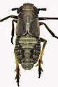 Laccocera vittipennis - photo 3