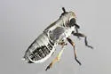Laccocera vittipennis - photo 4