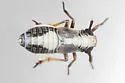 Laccocera vittipennis - photo 5