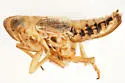 Laccocera zonata