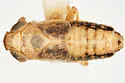 Laccocera zonata - photo 2