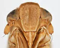 Laccocera zonata - photo 3