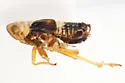 Laccocera zonata - photo 4
