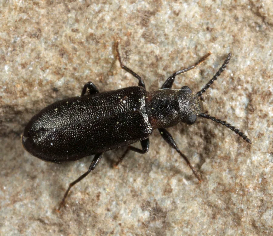 Lacconotus punctatus