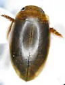Laccophilus biguttatus