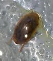Laccophilus biguttatus - photo 2