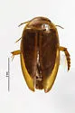 Laccophilus biguttatus - photo 3