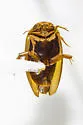 Laccophilus biguttatus - photo 4