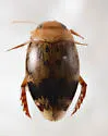 Laccophilus fasciatus