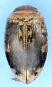 Laccophilus fasciatus - photo 2