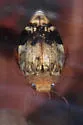 Laccophilus fasciatus - photo 3