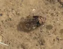 Laccophilus fasciatus - photo 4