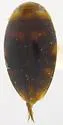 Laccophilus gentilis