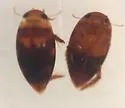 Laccophilus gentilis - photo 2