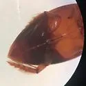 Laccophilus gentilis - photo 3