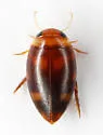 Laccophilus gentilis - photo 4
