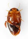 Laccophilus gentilis - photo 5