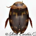 Laccophilus horni