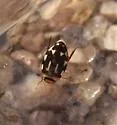 Laccophilus horni - photo 2