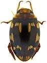 Laccophilus horni - photo 3