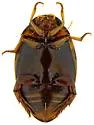 Laccophilus horni - photo 4