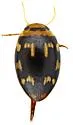 Laccophilus horni - photo 5